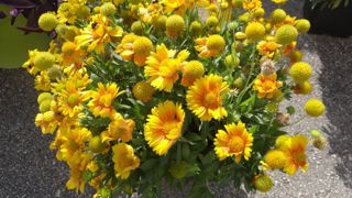 Gaillardia x grandiflora ‘Arizona’ (de Benary) a été testée cette année au jardin d’essais du distributeur N PK. ‘Arizona’ revient sur le marché avec une germination plus rapide et plus homogène.©C. Thiery Gaillardia x grandiflora ‘Arizona’ (de Benary) a été testée cette année au jardin d’essais du distributeur N PK. ‘Arizona’ revient sur le marché avec une germination plus rapide et plus homogène.©C. Thiery